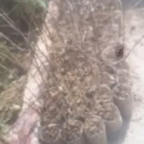 Green Seekers Activity